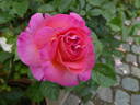 Dornburger Schlossrose rose photo