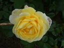 Jean Robie rose photo