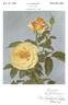 Diamond Jubilee rose photo