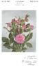 Pink Garnette rose photo