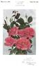 Vogue rose photo