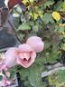 Julia's Rose rose photo