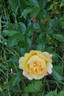 Lampion rose photo