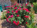 Winnipeg Parks rose photo
