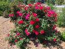Winnipeg Parks rose photo