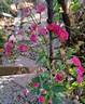 Dinky rose photo
