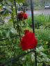 Forever Yours rose photo