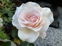 White Delight rose photo