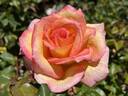 Sheila's Perfume rose photo