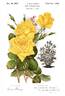 Allgold ® rose photo