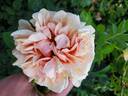 Vanguard rose photo