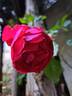 Rose Clos Vougeot rose photo