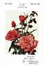 Aztec rose photo