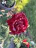 Dancing In The Dark ™ rose photo