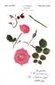 Pink Garnette Supreme rose photo