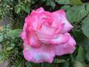 Secret ™ rose photo