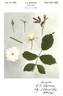 White Demure rose photo