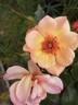 Jojo Peach rose photo