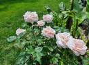Aphrodite ® rose photo