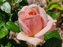 Aphrodite ® rose photo