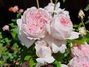 Mauritia rose photo