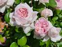 Mauritia rose photo