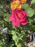 Pink Peace rose photo