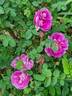 Peter Boyd rose photo
