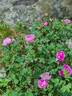 Peter Boyd rose photo