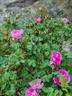Peter Boyd rose photo