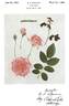 Chic rose photo