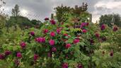 Erinnerung an Brod rose photo
