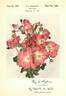 Chuckles rose photo