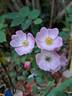 Alden Biesen ® rose photo