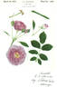 Amy Vanderbilt rose photo