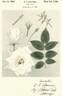 White Queen rose photo
