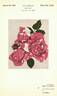 Careless Love rose photo