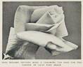 Madame Antoine Mari rose photo
