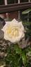 Sugar Moon rose photo