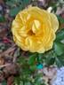 Inka rose photo