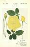 Alice Manley rose photo