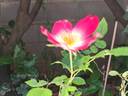 Cocktail rose photo