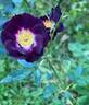 Diamond Eyes rose photo