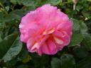 Dornburger Schlossrose rose photo