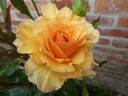 Anne Harkness rose photo