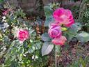 Agnes B rose photo