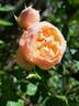 Guillot no. 1 rose photo