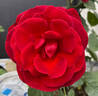 Barkarole ® rose photo