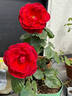 Barkarole ® rose photo