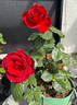 Barkarole ® rose photo